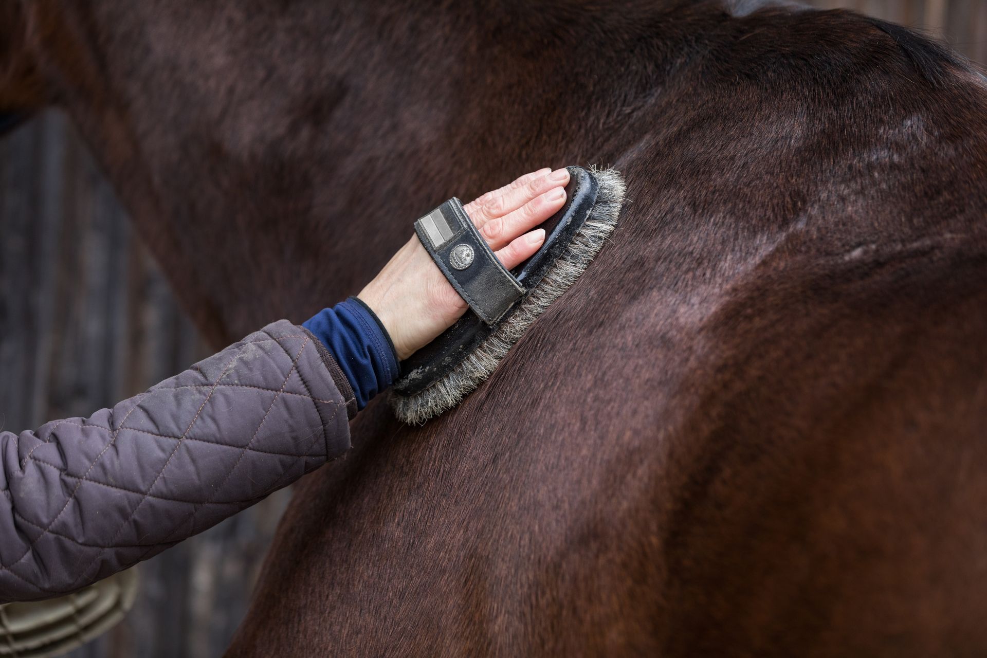 A person is brushing a brown horse with a brush.