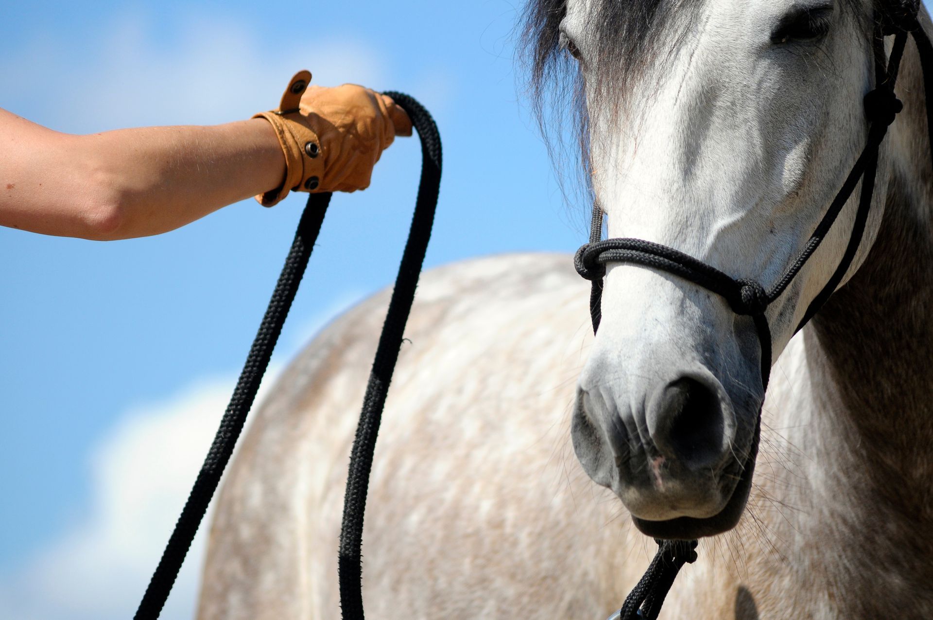A close up of a person holding a horse 's reins