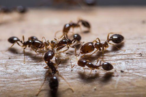 Fire ants - pest management in Elkhart, IN