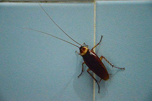 Roach - pest control treatments in Elkhart, IN