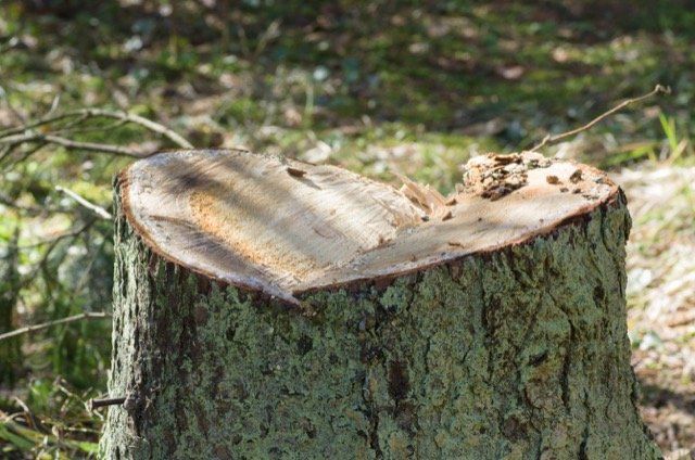 arbre abattu gatineau