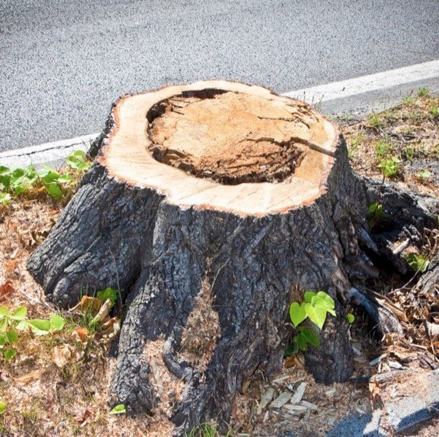 abattage darbres gatineau