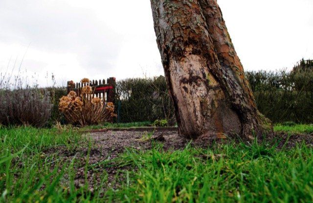 maladie arbre buckingham