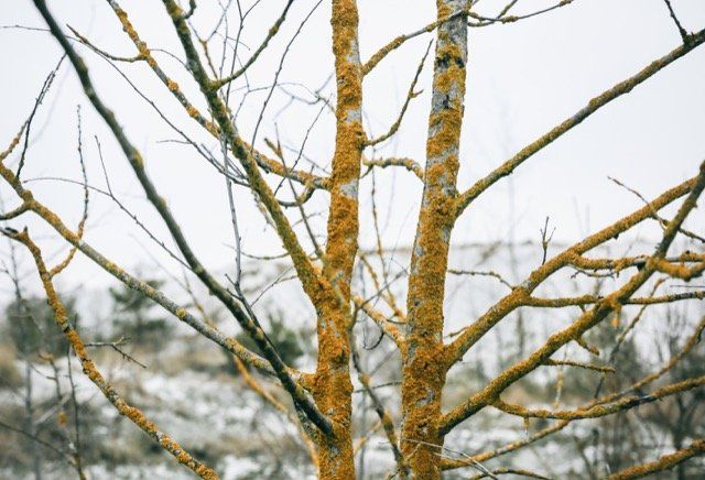 diagnostic arbre le baron