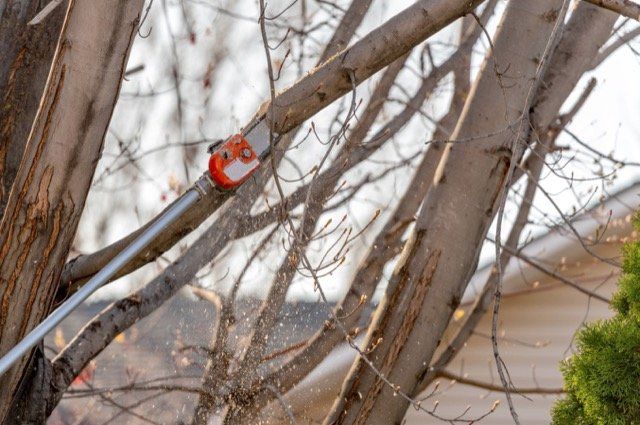 emondagearbregatineau