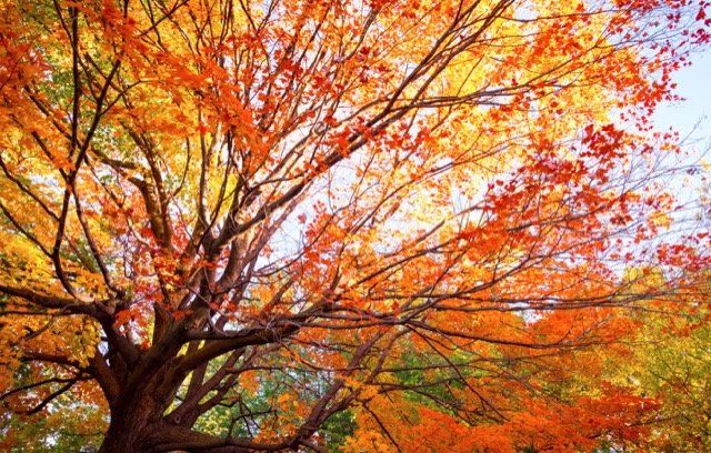 Jeu Dans La Forêt Mixte D'automne Clips Vidéos - Vidéo du
