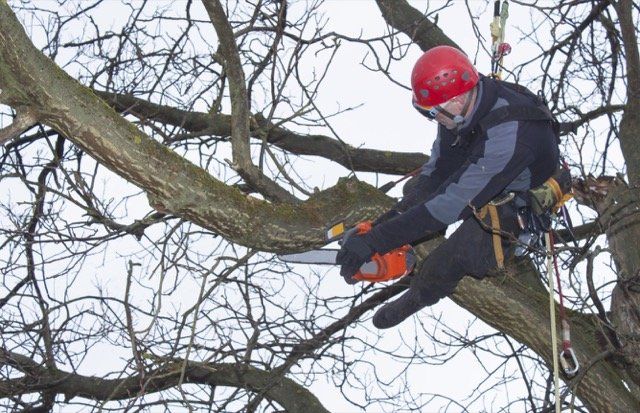 emondagearbregatineau