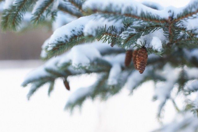 emondage hiver plateau