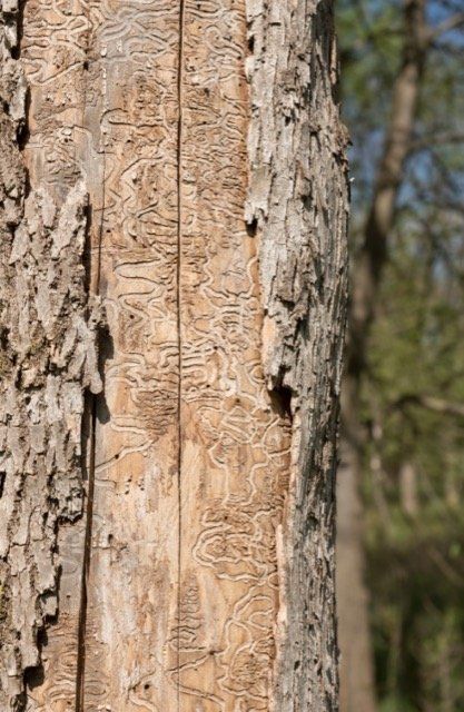 agrile du frene touraine