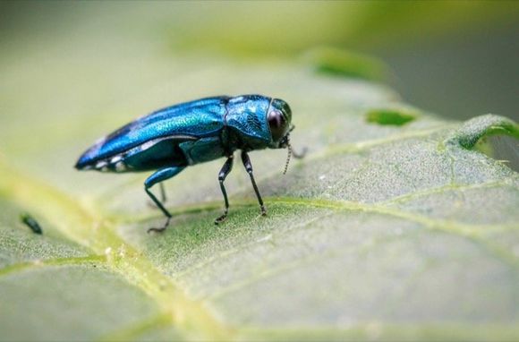 agriledufrenegatineau