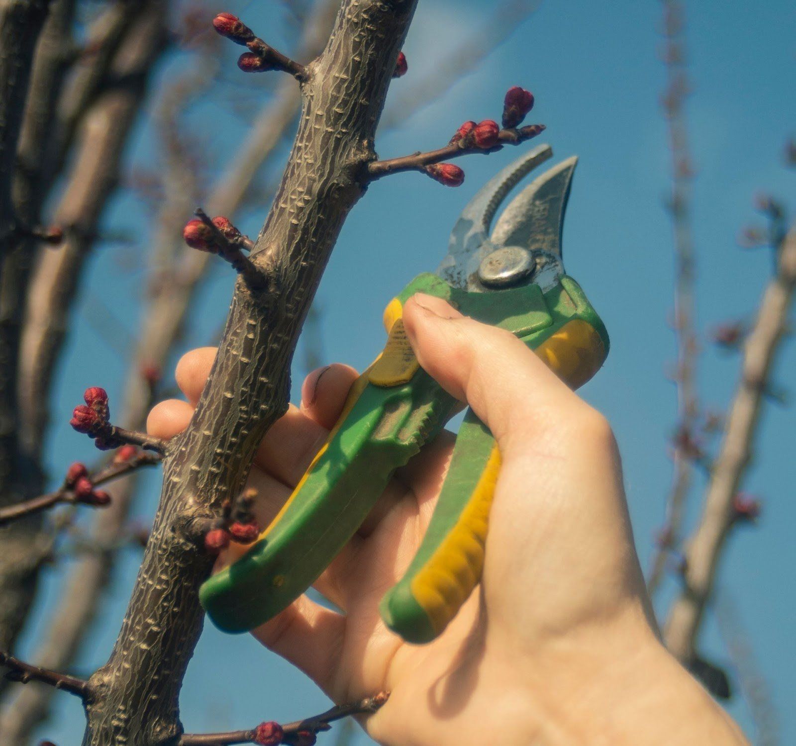 l'abattage d'arbres gatineau QC