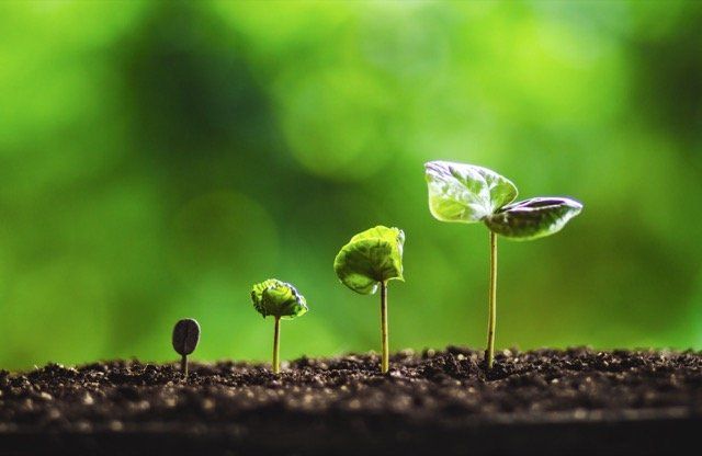 planatation d'arbres riviera