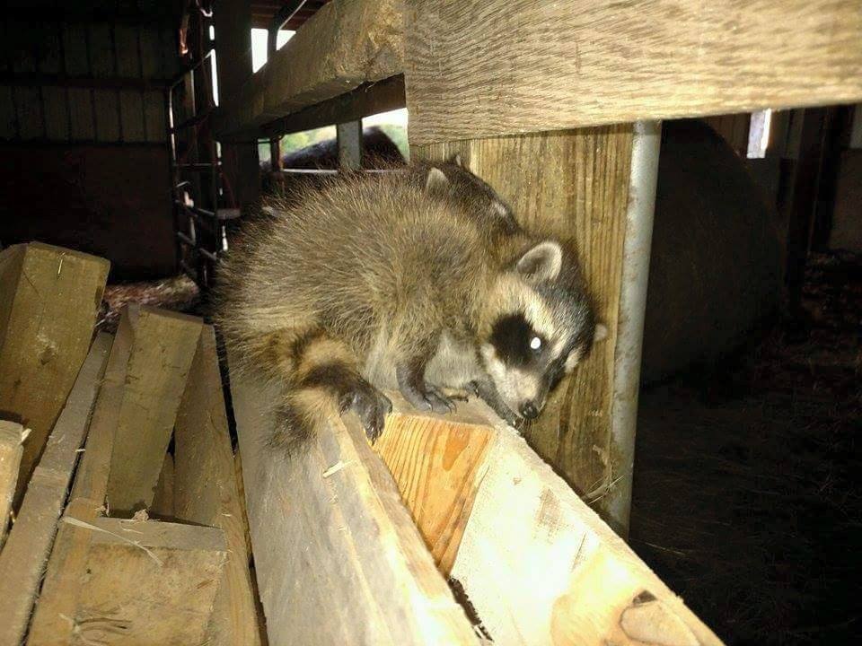 gallery-affordable-chimneys