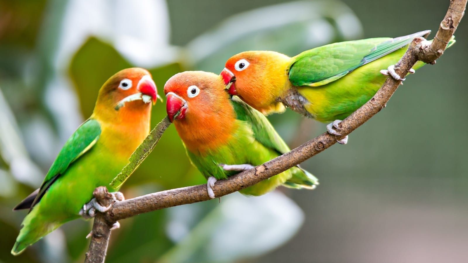 Three peach-faced lovebirds with green wings perched on a branch, interacting closely.