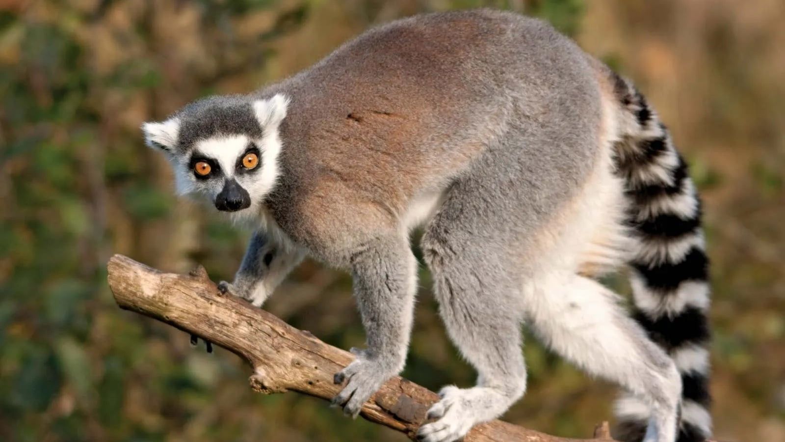 Ring-tailed lemur, gray and white fur, on a branch, looking forward, black and white striped tail.