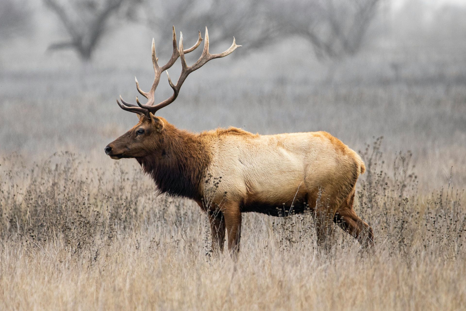 Bull elk with large antlers stands in tall, dry grass, against a foggy backdrop.
