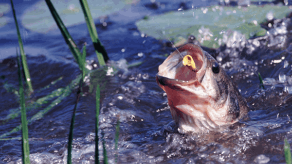 Fish leaps out of water, mouth open, near reeds and lily pads, water splashing.