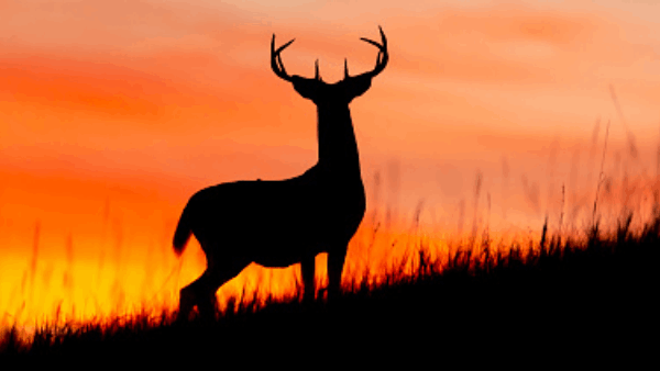 Silhouette of a deer with antlers standing on a hill against an orange and yellow sunset.