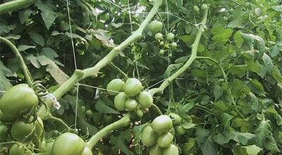 BIOMALLAS Y ESTRUCTURAS SA DE CV