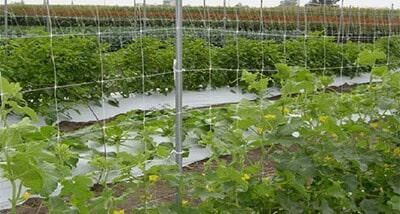 BIOMALLAS Y ESTRUCTURAS SA DE CV