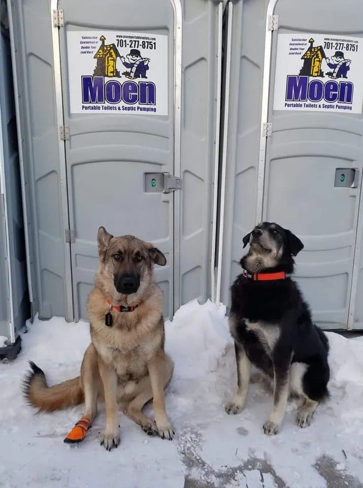 Dogs Sitting In Front Of Portables