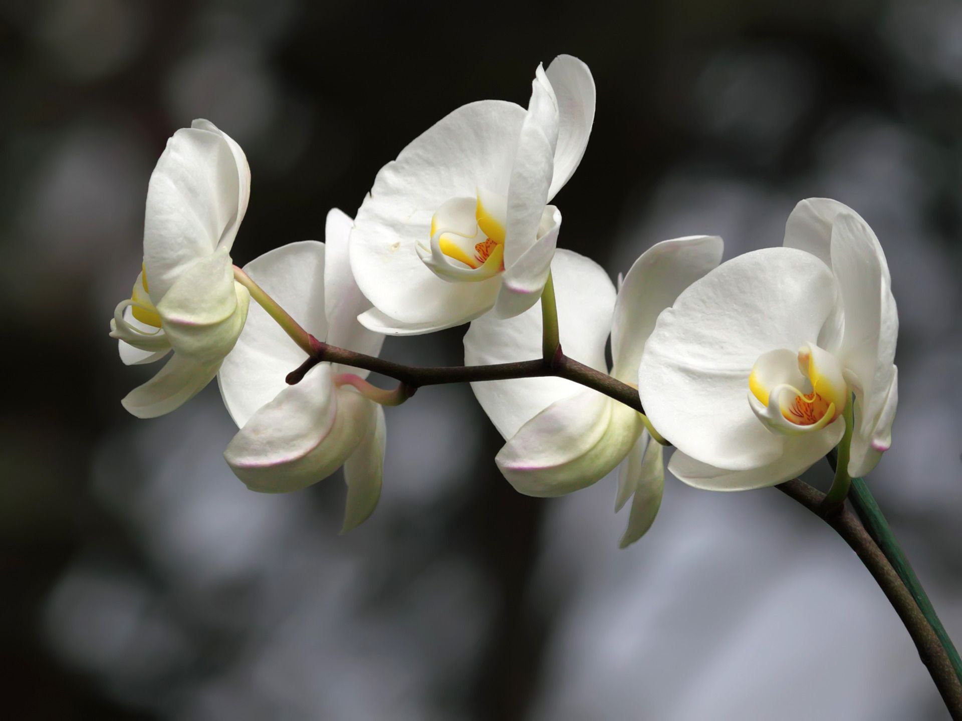 A white flower with a yellow center on a black background