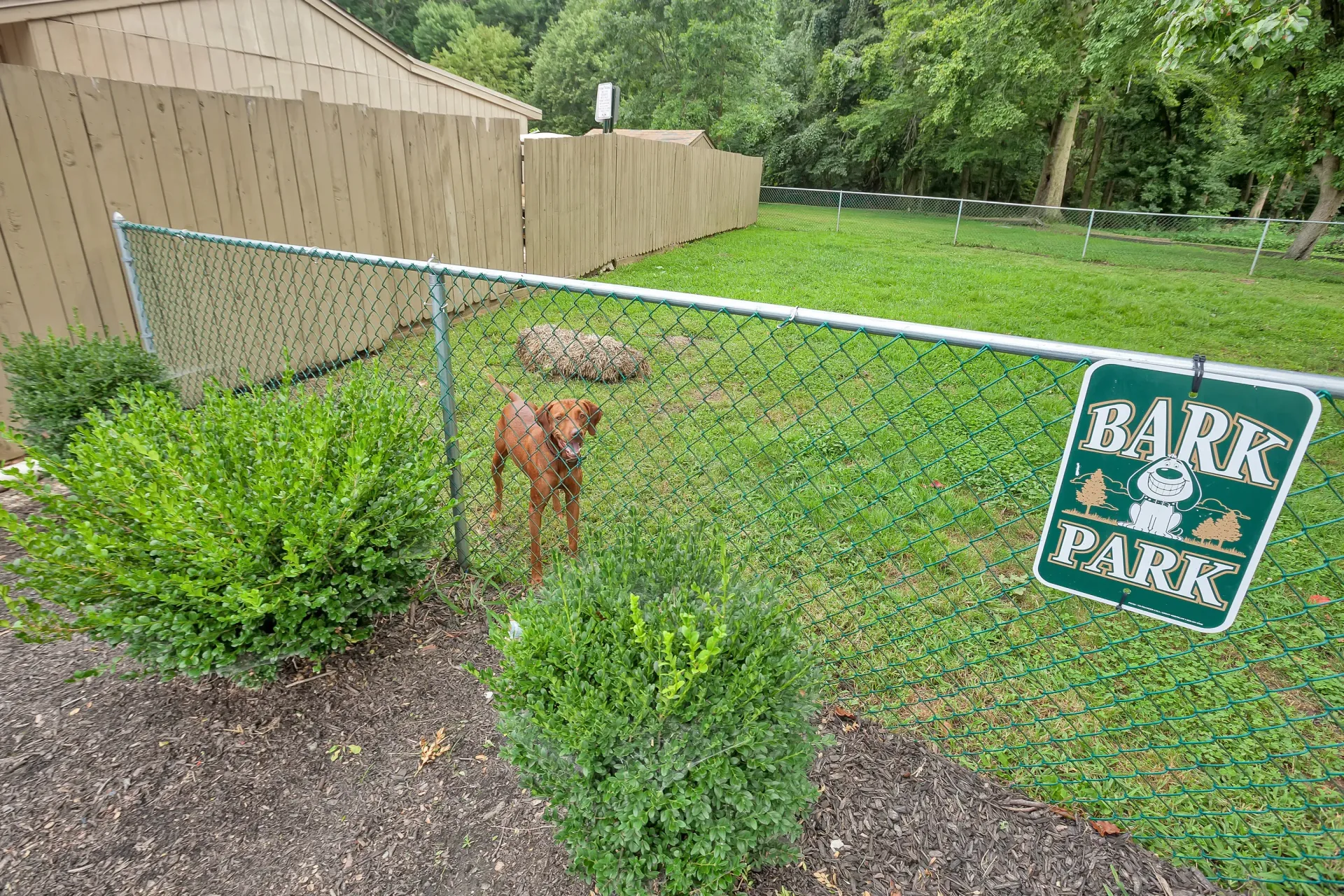 Brown dog inside a fenced Bark Park area with green grass.
