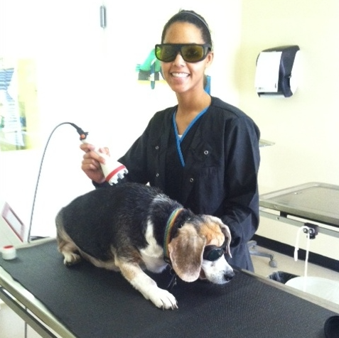 laser therapy being used on dog