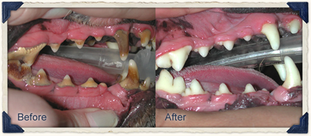 before and after canine teeth cleaning