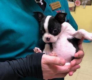 puppy being held