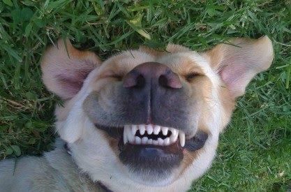 smiling dog