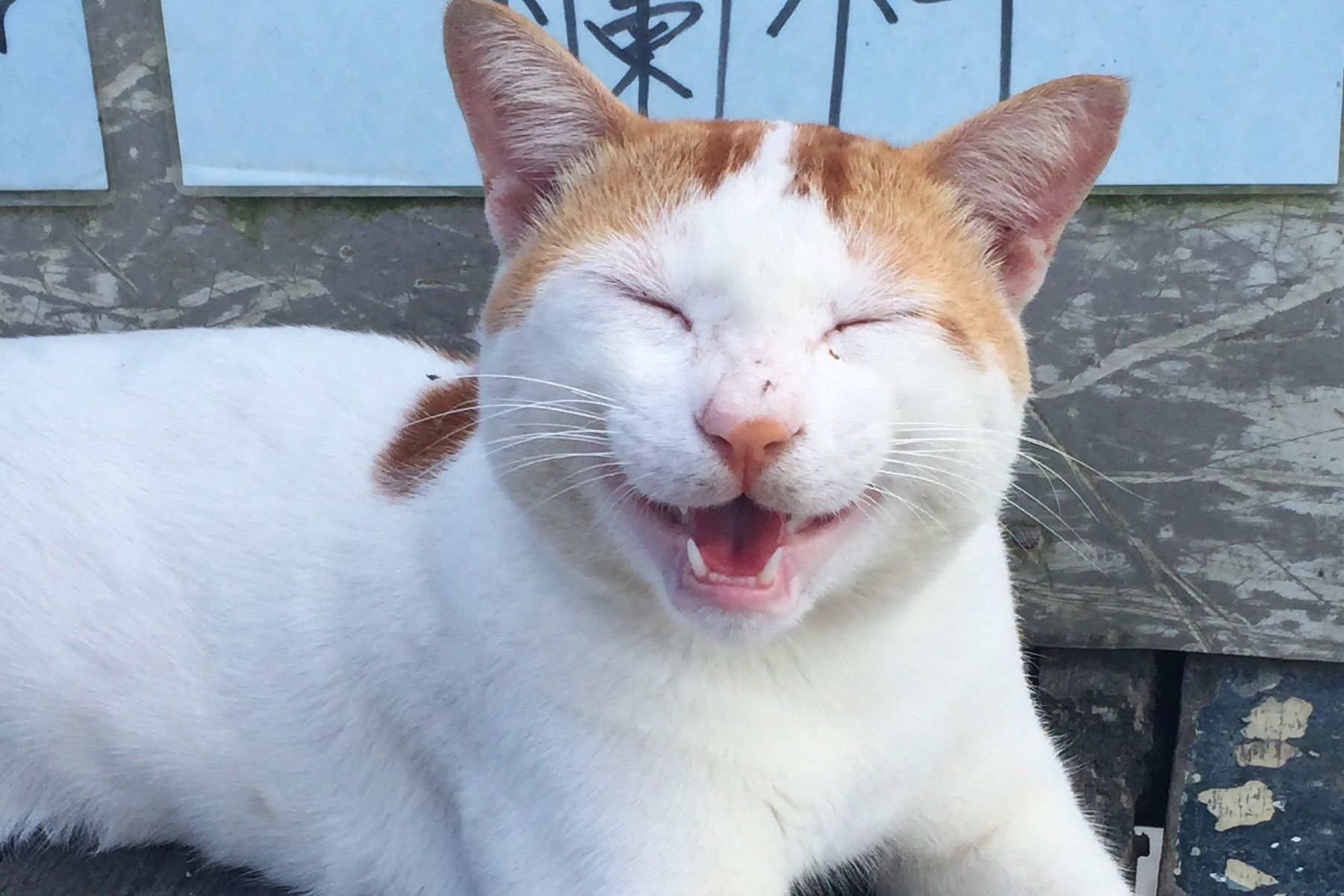 smiling cat