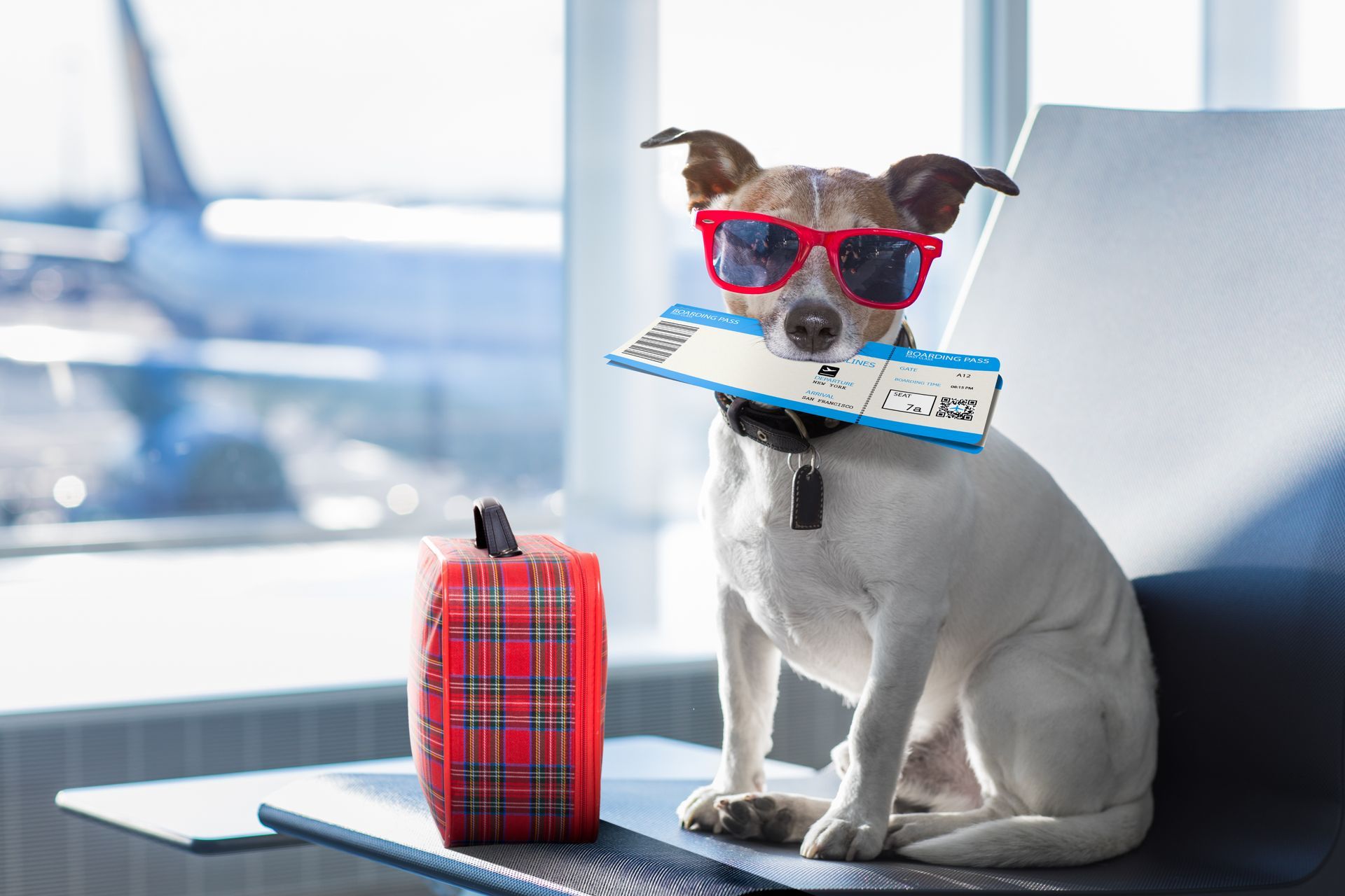 Small dog wearing red sunglasses with a card in its mouth, sitting beside a red plaid suitcase on a bench