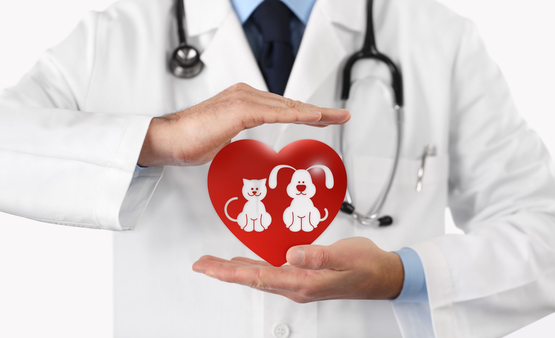 Doctor holding a red heart icon with a white cat and dog symbol inside