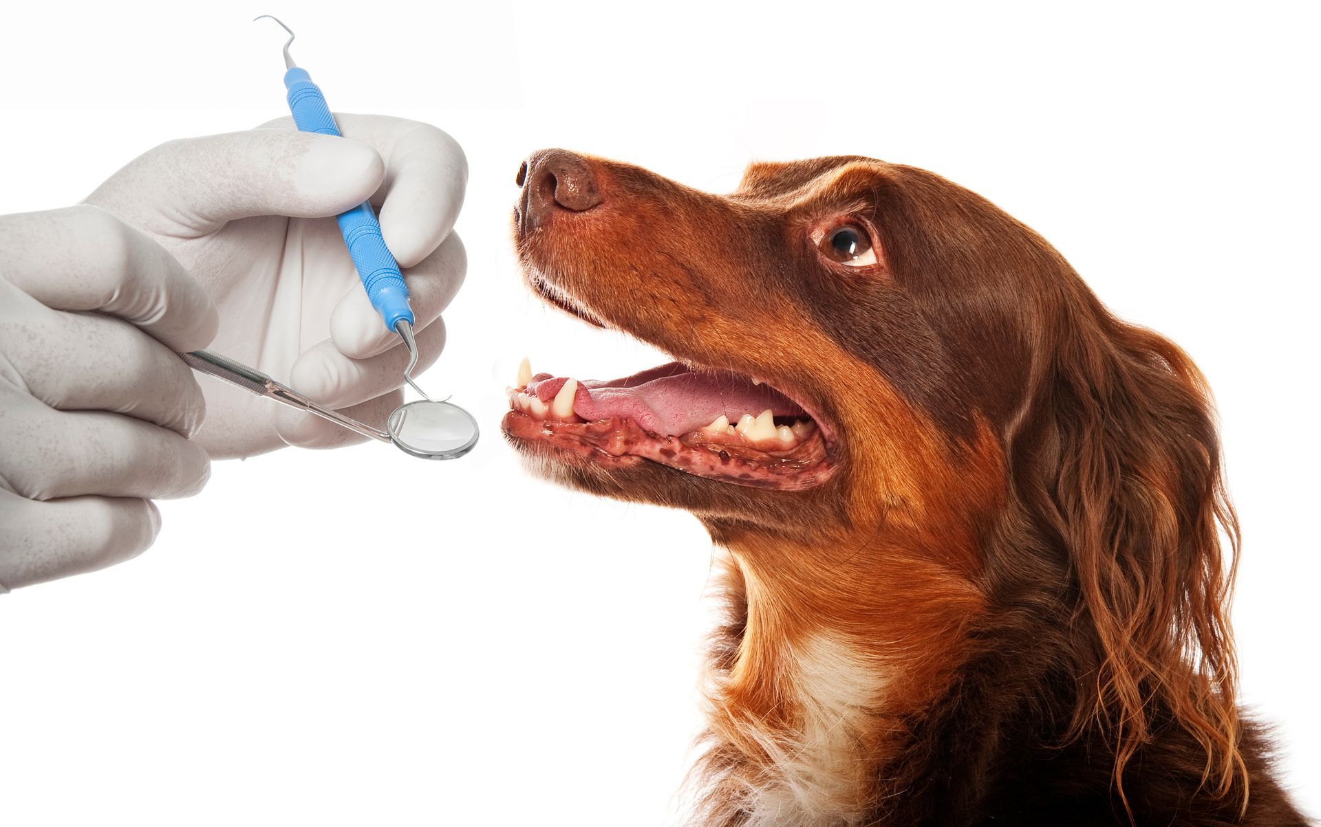 Gloved hand administering oral medicine to a brown-and-white dog looking up