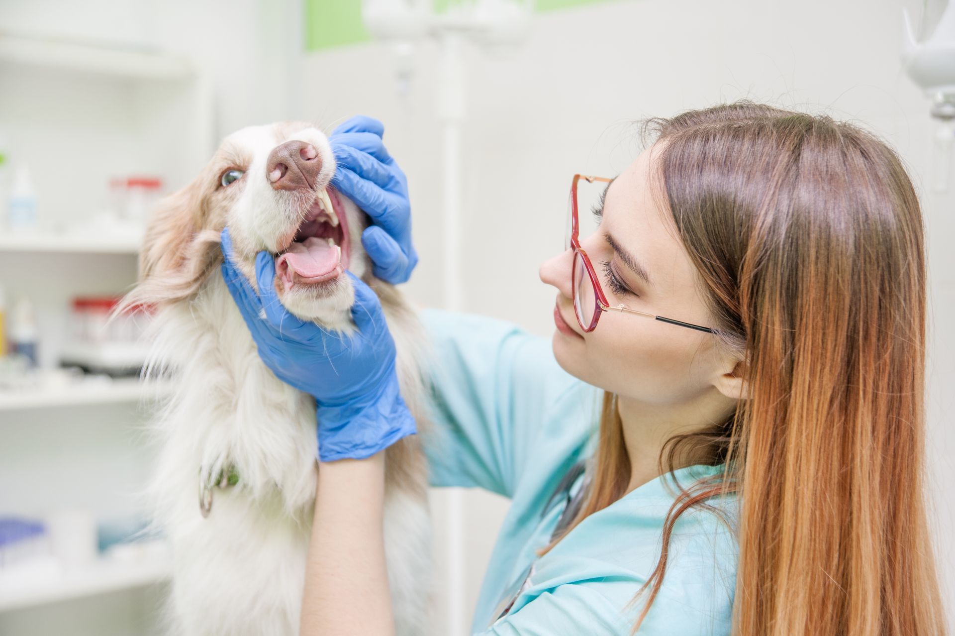 Veterinarian in blue gloves examines a small white dog in a clinic