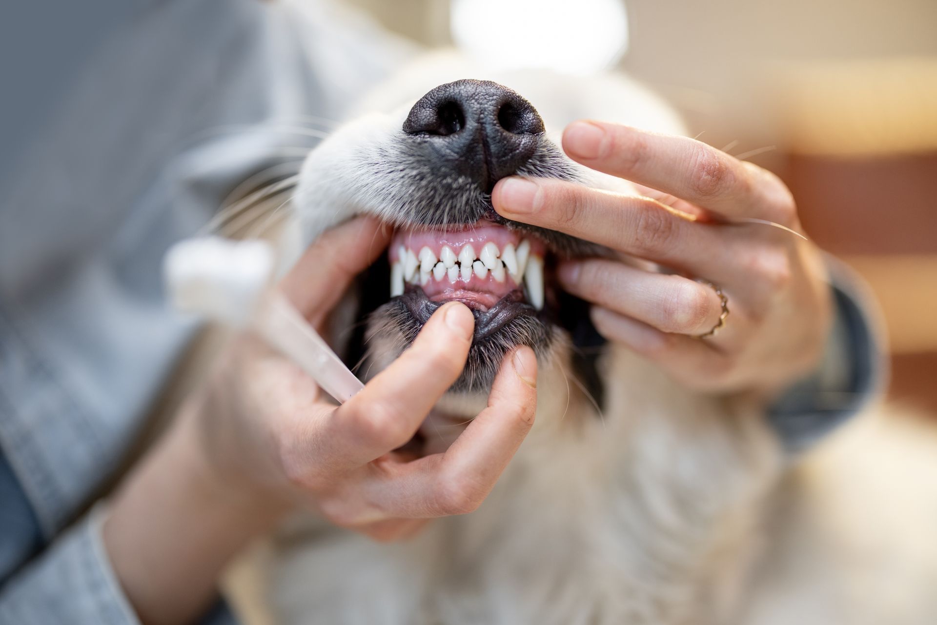 Dog’s mouth held open while hands inspect its teeth, showing a pink gum and black nose.