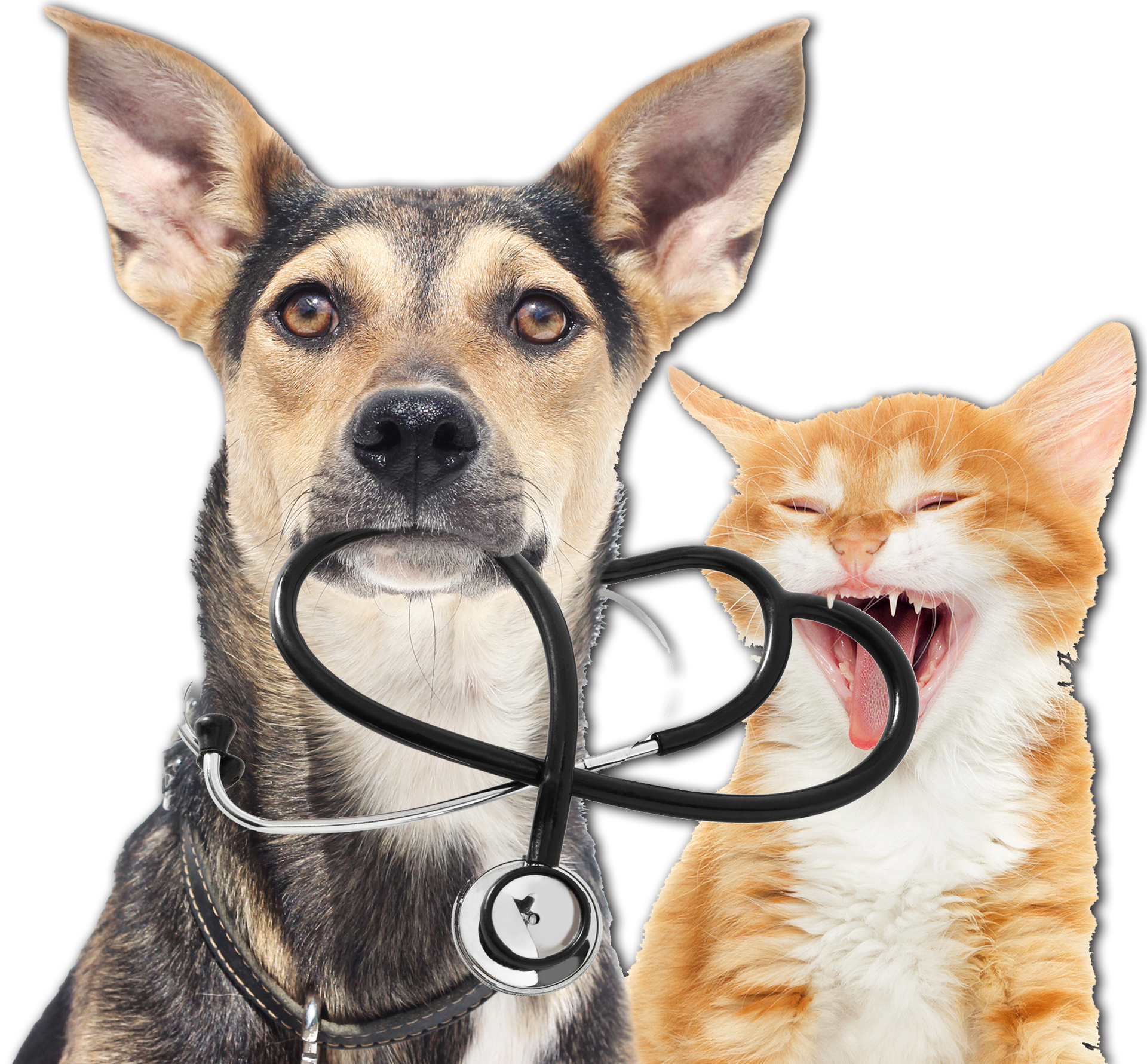 Dog with a stethoscope beside a yawning orange cat on a white background
