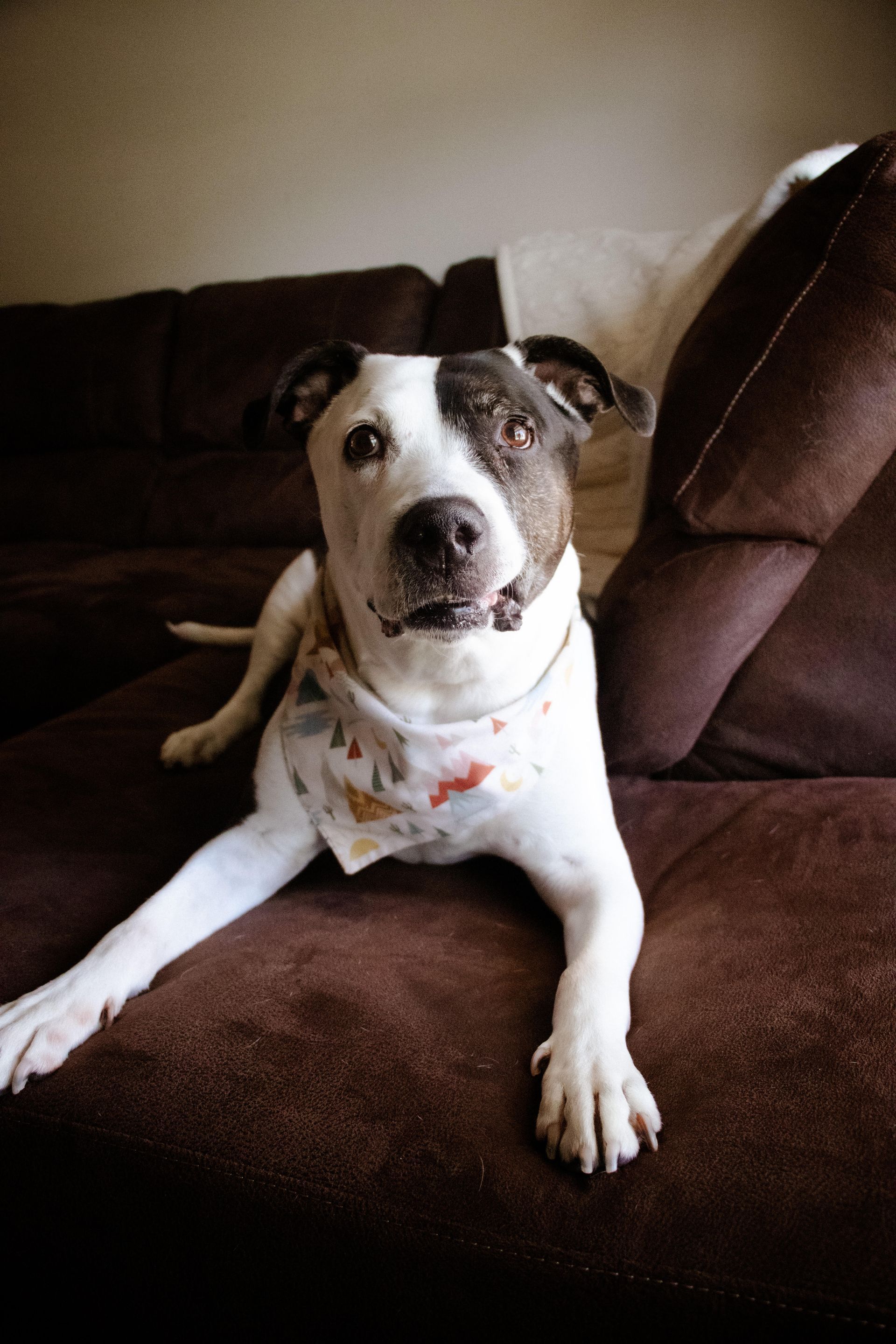 Brown-and-white dog lounging on a dark couch, looking at the camera.