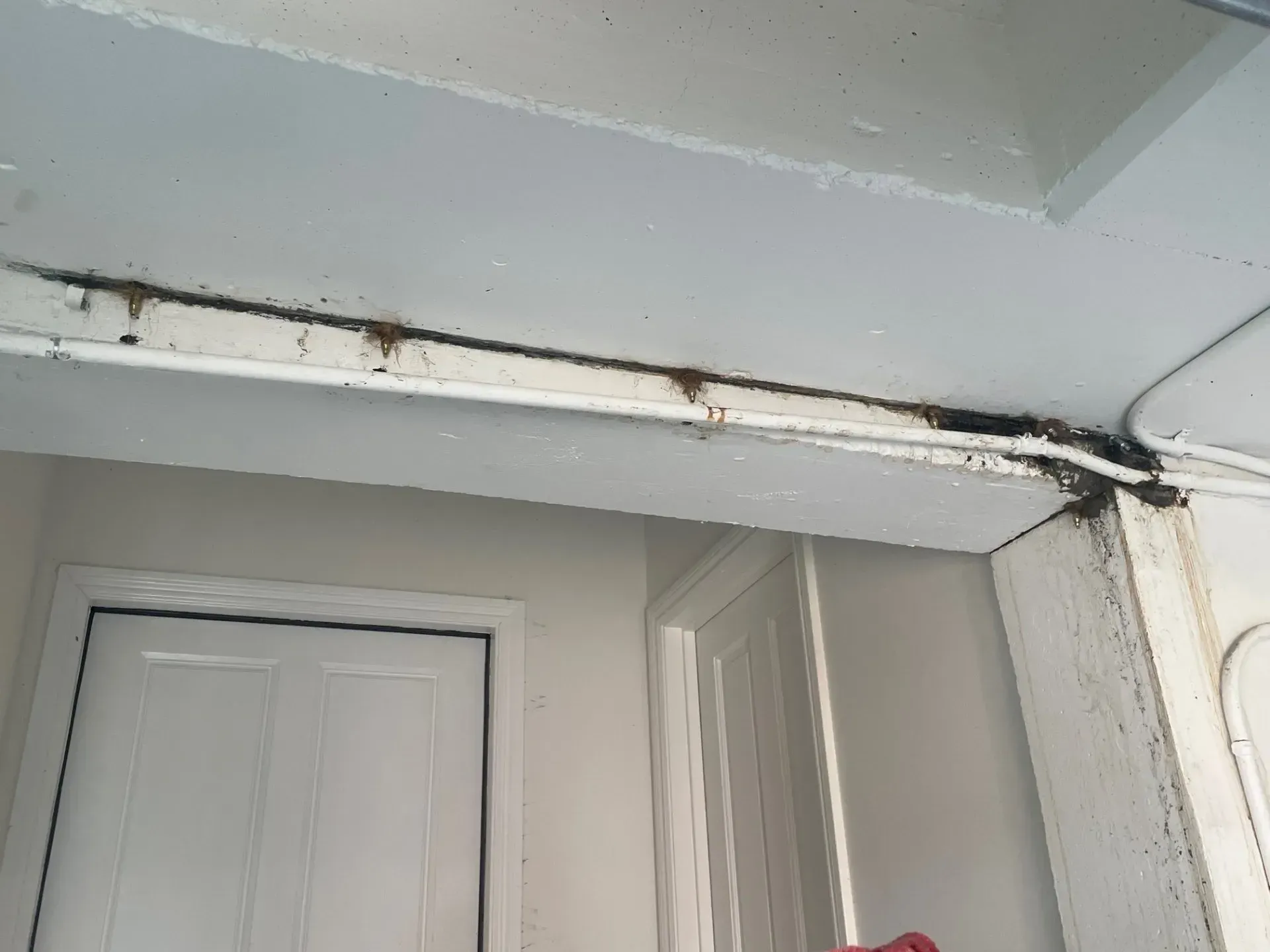 Brown mold on a white ceiling beam above two white doors in a room.
