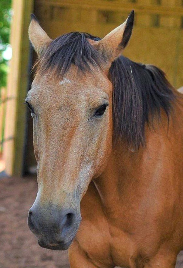 Horse Seniorita