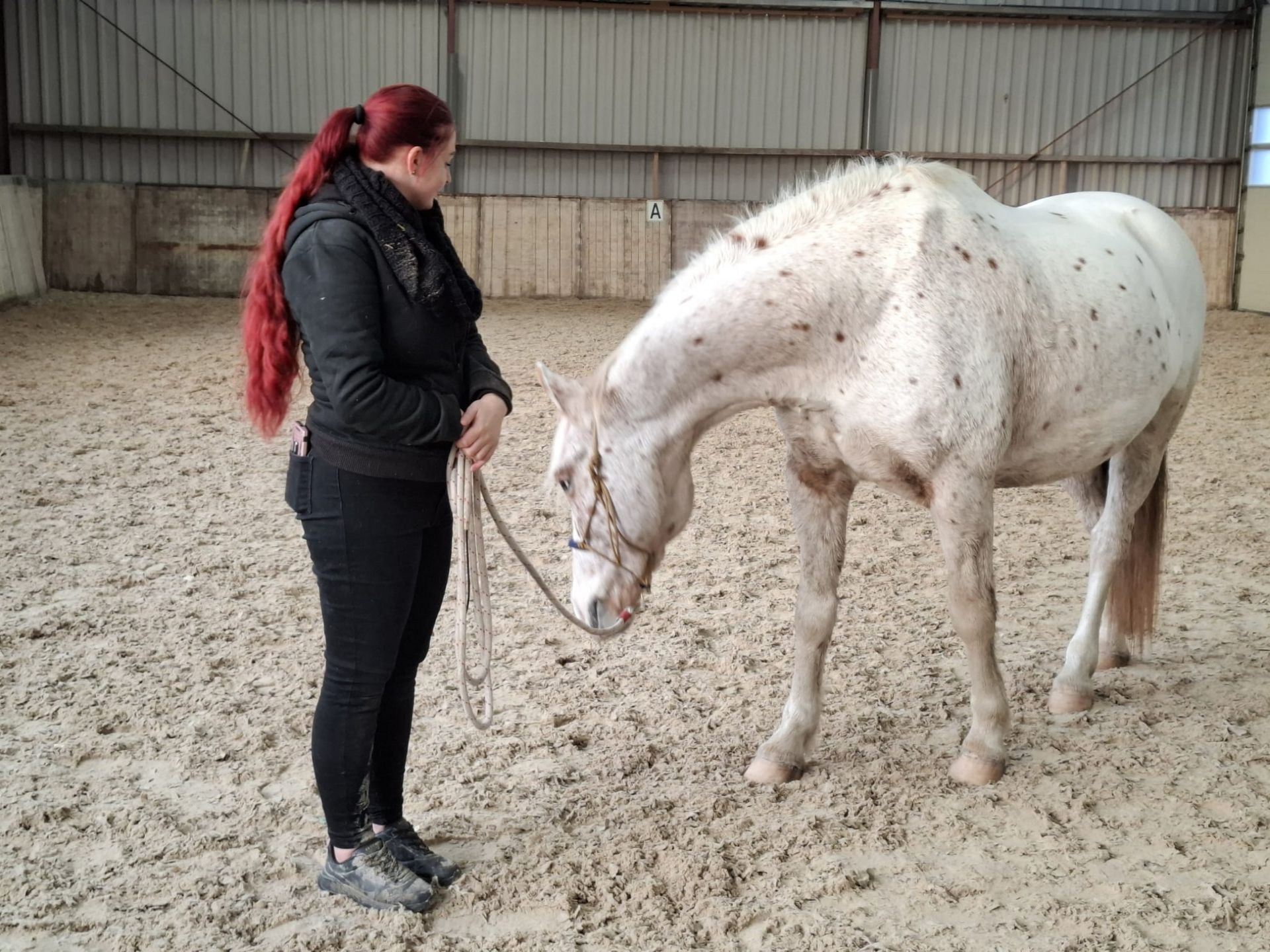 natural horsemanship