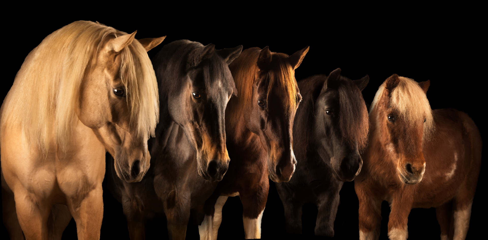 quarterhorse new forest shetlander painthorse blackphoto