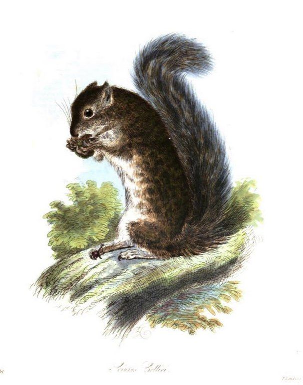 William Beechey zoololgy, squirrel watercolor Illustration