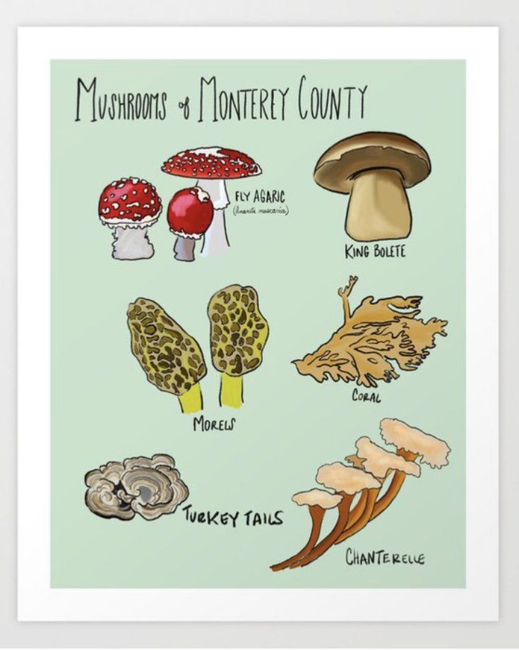 Mushrooms of Monterey county ca