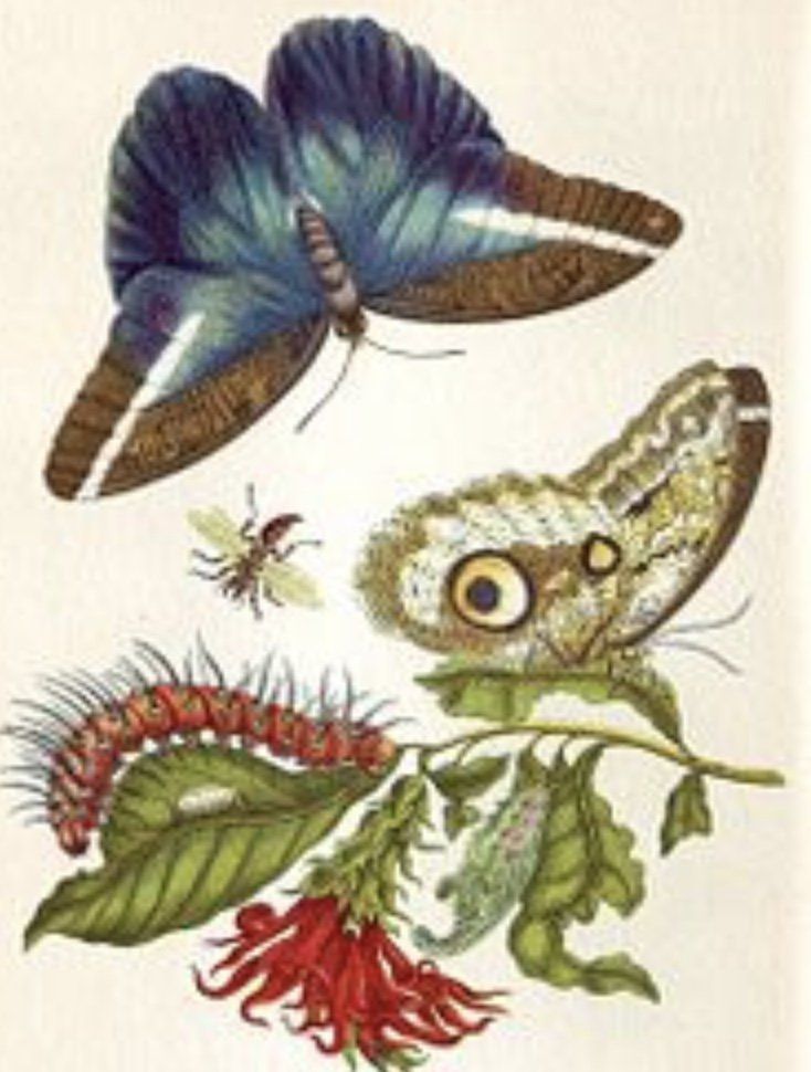 Blue butterfly illustration, nature journaling for kids, Maria Merian