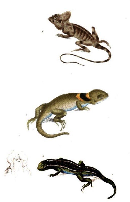 Nature journaling, exploring nature with children, exploring nature with kids