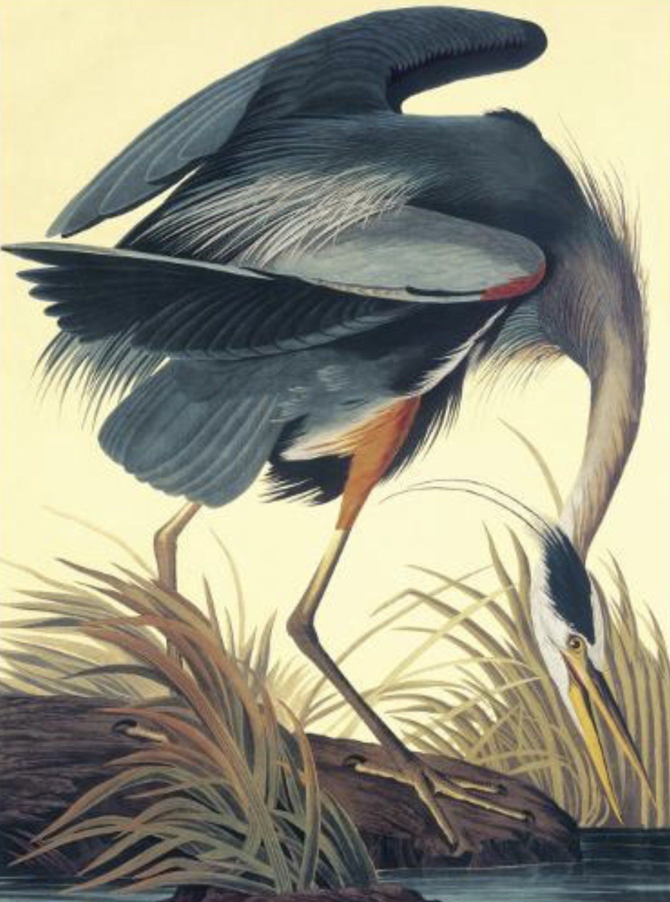 Audubon Illustration, nature journaling, natural history for kids