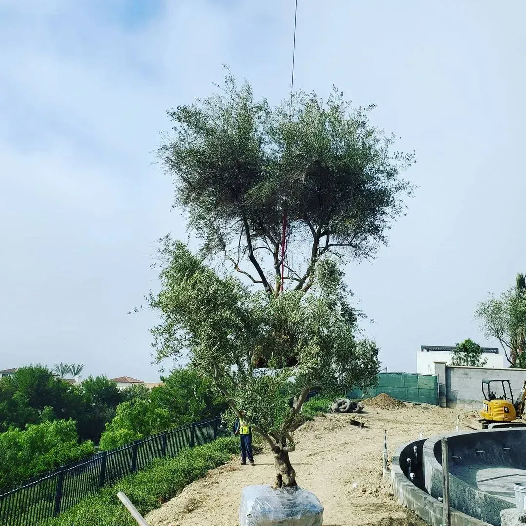 Large olive tree being planted on a hillside, held up by a crane, with a worker observing.