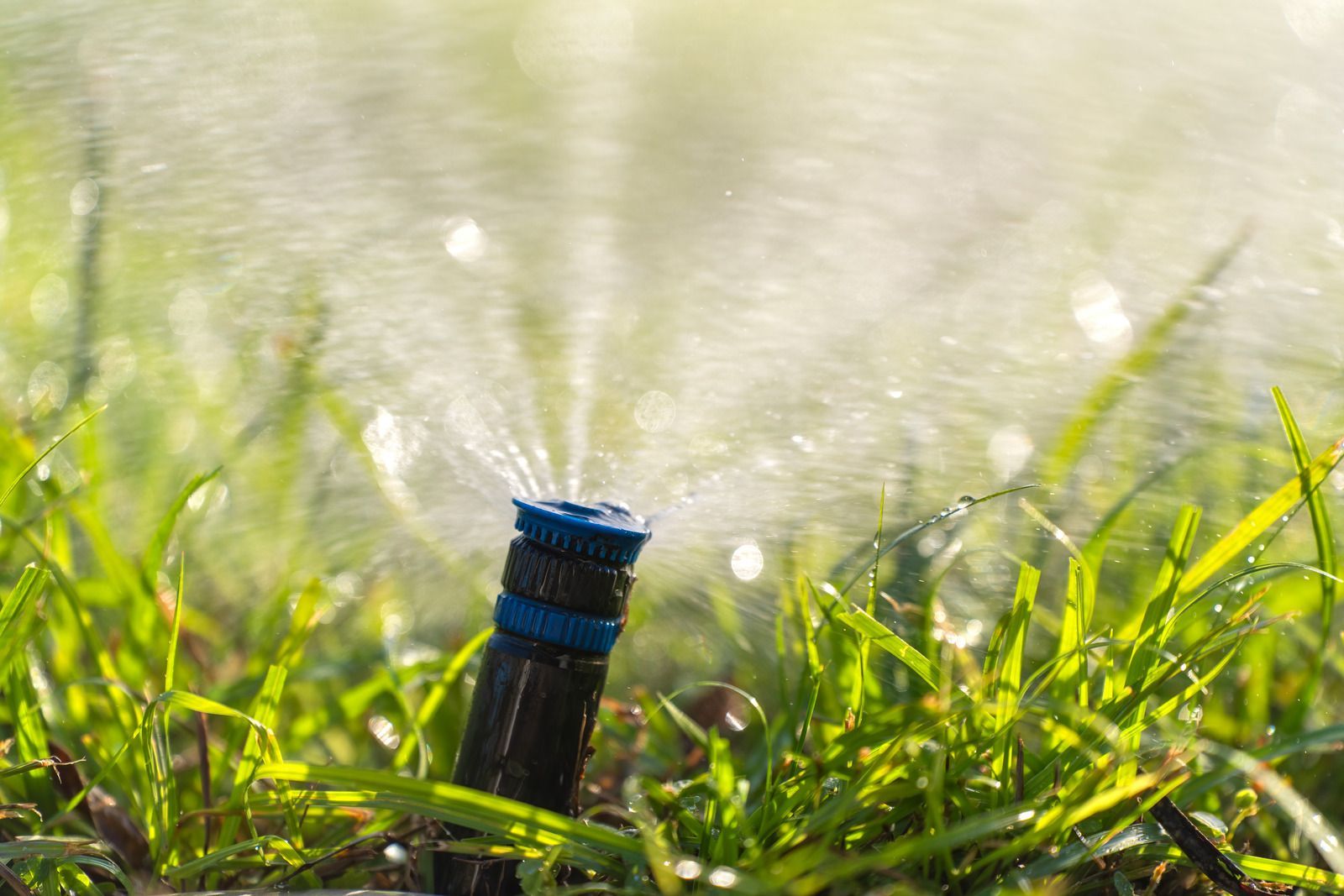 Sprinkler watering green grass in a sunny outdoor setting.